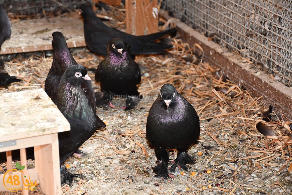 zohdi 3ashoor (38).jpeg